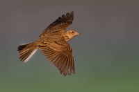 Skřivan polní - Alauda arvensis - Sky Lark 1278